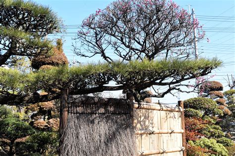 植栽 種類|庭木図鑑 植木ペディア